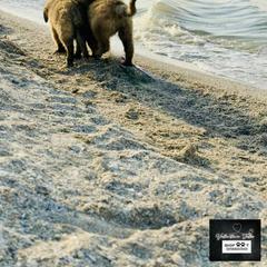 Leonberger Puppies from Bigfoot Leonberger Ranch