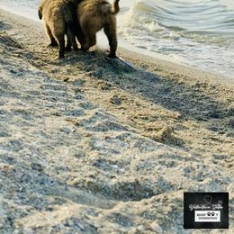 Leonberger Puppies from Bigfoot Leonberger Ranch