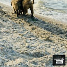 Leonberger Puppies from Bigfoot Leonberger Ranch