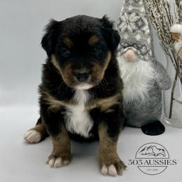 Vixen - Black tri-color female Australian Shepherd puppy in Thornton, Colorado from 303 Aussies