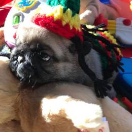 Pug Puppies from Pickwick Pugs