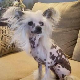 Ivory - Chinese Crested