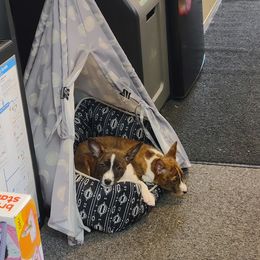 Basenji Puppies from Royal Basenji