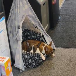 Basenji Puppies from Royal Basenji