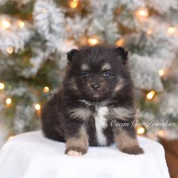 Tripp - Tri-color male Pomsky puppy in Coos Bay, Oregon from Ocean View Pomskies