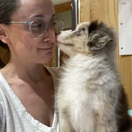 Miniature Australian Shepherd Puppies from Integrity Aussies Tx