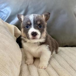 Sparky - Blue male Pembroke Welsh Corgi puppy in Norman, Oklahoma from Charm Farm Corgis