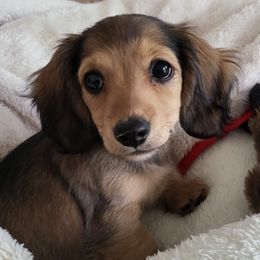 Dachshunds from The love of dachshunds