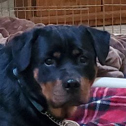 Hilde - Rottweiler