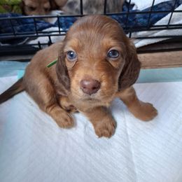 Green Collar Boy - Chocolate and cream male Dachshund puppy in Farmerville, Louisiana from Hancock House of Basset Hounds & Mini Dachshunds