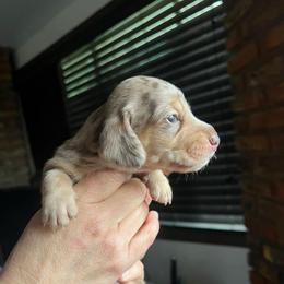 Bruce Ween - Dapple male Dachshund puppy in El Cajon, California from Lisa Buxton