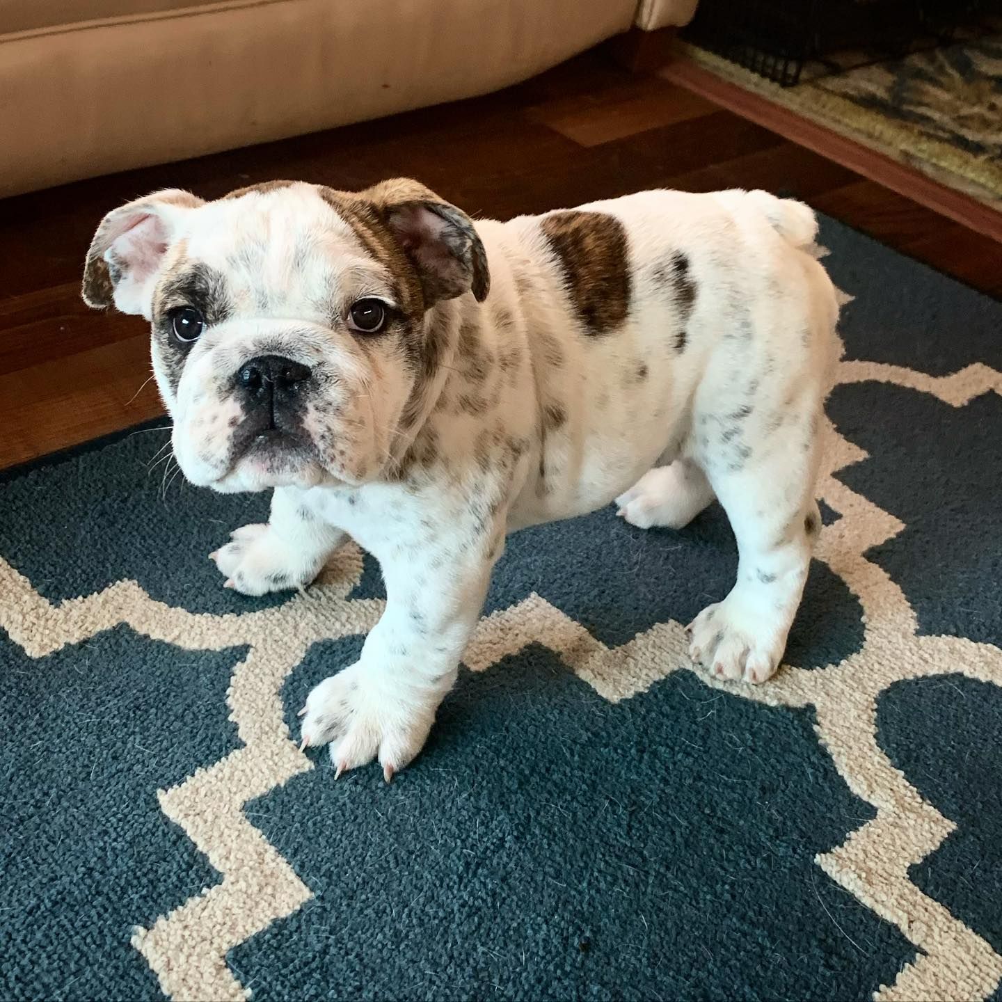 Heritage Purebred in New Mexico | Bulldog and French Bulldog puppies ...