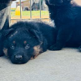 Black tan boy - Black and tan male German Shepherd puppy in Jennings, Kansas from Lost Creek German Shepherds LLC