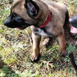 Red Collar - Fawn male Belgian Malinois puppy in Alger, Michigan from Aspen’s Edge Kennel