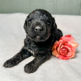 Berry - Phantom female Goldendoodle puppy in Osage City, Kansas from Golden Ridge Goldens