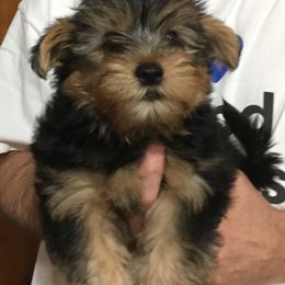 Assorted Doodle Crosses, Double Doodle, Maltipoo, Morkie, and Yorkipoo Puppies from Danza Bolo