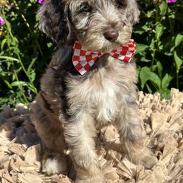 Goldendoodle Puppies from DM Hilltop FURfamily