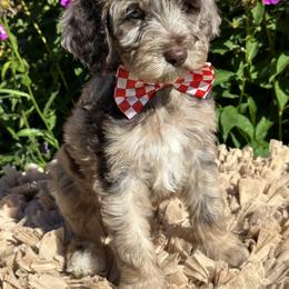 Goldendoodle Puppies from DM Hilltop FURfamily