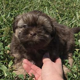 Chocolate boy tan points - Chocolate and tan male Shih Tzu puppy in Vinita, Oklahoma from Locust Creek Shih Tzu & Havanese