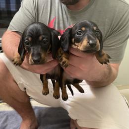 Dachshund Puppies from Hursh’s Hounds