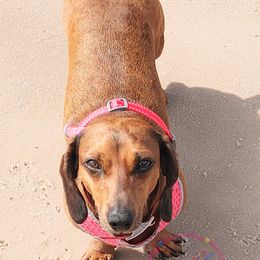 Brier Jean - Dachshund