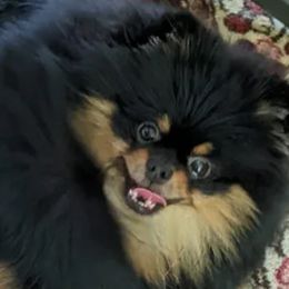 Pomeranians from Marli Pomeranians