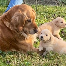 Golden Retrievers from Misty’s Mountain Goldens