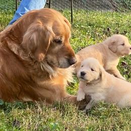 Golden Retrievers from Misty’s Mountain Goldens