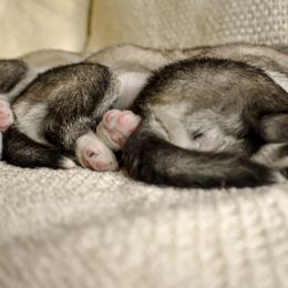 Siberian Husky Puppies from Fly Siberian