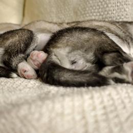 Siberian Husky Puppies from Fly Siberian