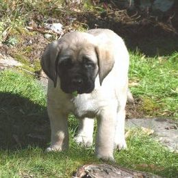 Mastiff Puppies from Marcy Mtn Mastiff