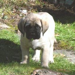 Mastiff Puppies from Marcy Mtn Mastiff