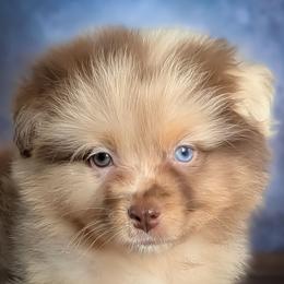 Fendi - Red merle female Australian Shepherd puppy in Fultonville, New York from Sandy Aussies, Mini Dachshunds & Pomeranians