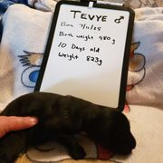 Tevye - Black male Flat-Coated Retriever puppy in Stillwater, Minnesota from Whirlwind Flat-Coated Retrievers