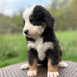 Girl 4 - Tri-color female Bernedoodle puppy in Montrose, Michigan from Livy’s Doodles