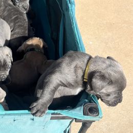 Cane Corso from Mo Puppies