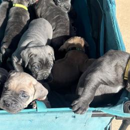 Cane Corso from Mo Puppies