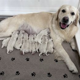 4th Pick Male - Light golden male Golden Retriever puppy in Sarasota, Florida from Platinum Paws Puppies