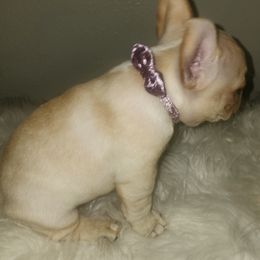 French Bulldog Puppies from Ma Chérie French Bulldogs