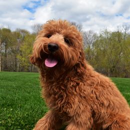 Rufus - Goldendoodle