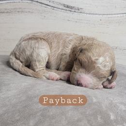 Payback (Brown Collar) - Apricot male Goldendoodle puppy in Scurry, Texas from 07 Seven Oaks Goldens and Doodles