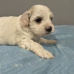Cockapoo and Pomeranian Puppies from Luna Kennel