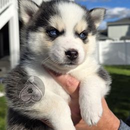 Java - Silver and white male Pomsky puppy in Spokane, Washington from CJ White's Poms and Pomskies