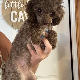 Cupcake - Brown female Poodle puppy in Fredericktown, Missouri from Doodle Pups Fur-Ever