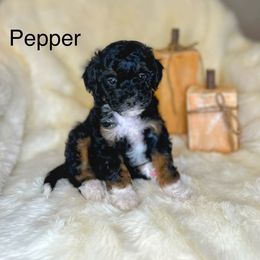 Bernedoodle Puppies from Mountain Ridge Bernedoodles