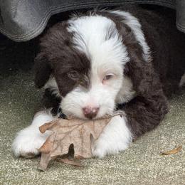 Aussiedoodle and Miniature American Shepherd Puppies from Lori Davis