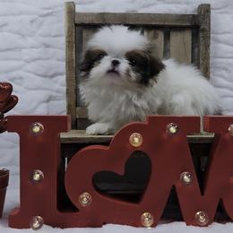Penne - Sable and white female Japanese Chin puppy in Johnson City, Tennessee from Erin & Friends Japanese Chin