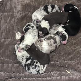 Girl 2 - Blue merle female Border Collie puppy in Hopedale , Ohio from Whipple Farms