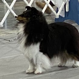 Shetland Sheepdogs from Acclaim Shelties