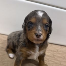 Cider - Blue merle female Aussiedoodle puppy in Heber City, Utah from Junipersdoodles
